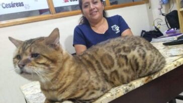 Rescatan a un gato gigante en el parque de Tampico tras confundirlo con un leopardo