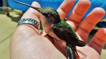 Si ves un colibrí, es porque un alma amada te vino a visitar