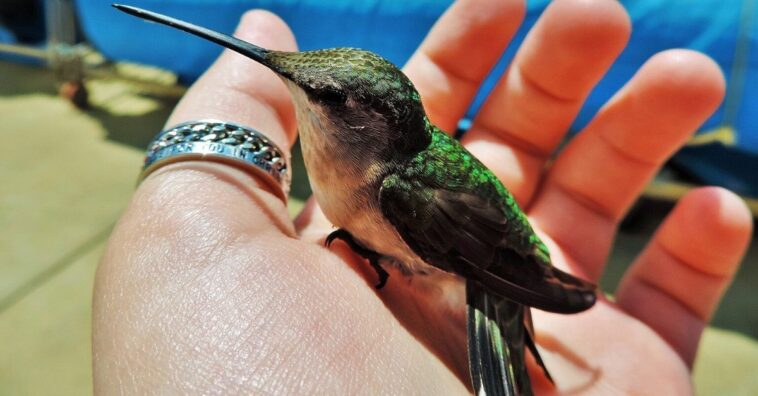 Si ves un colibrí, es porque un alma amada te vino a visitar