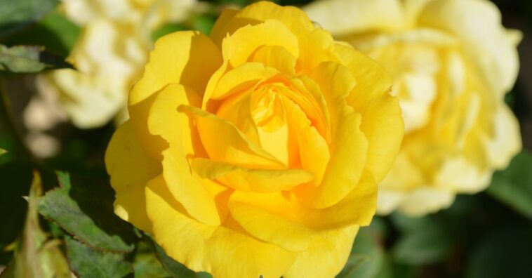 Significado de las rosas amarillas
