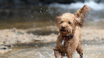 Razas de perros pequeños