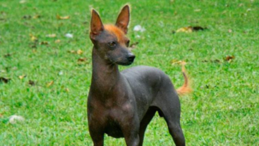 Razas de perro sin pelos