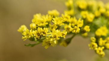 aceite de onagra para la menopausia