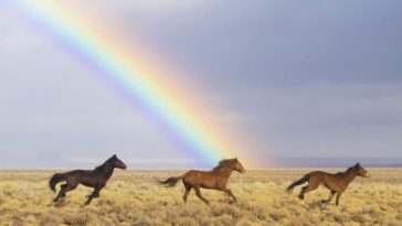 acertijo de caballos