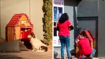 adoptan a un perrito y le decoran la casita por Navidad