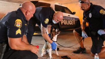 agentes rompen la ventana de un coche donde un perro ladraba pidiendo ayuda