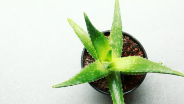 aloe vera