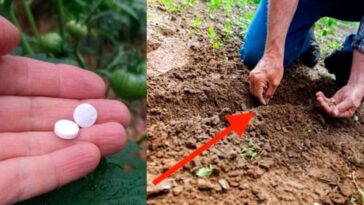 aspirina para el cuidado de las plantas del jardín