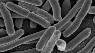 Elimina esta bacteria de tu estómago