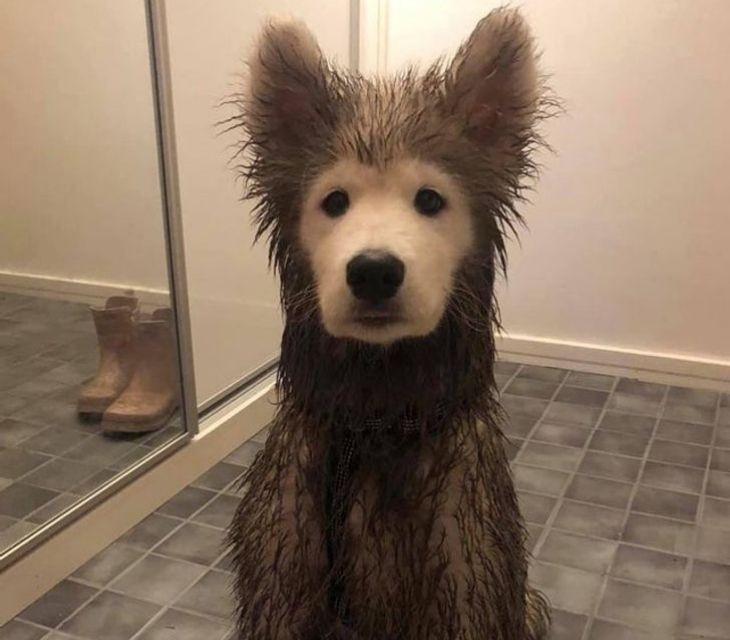 tener una mascota te puede cambiar la vida a mejor