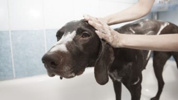 bañar a un perro en casa