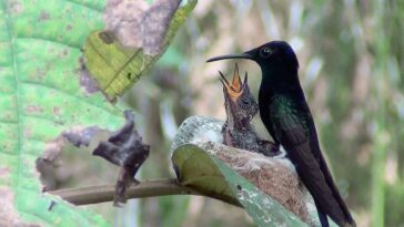 colibríes pueden estar en peligro