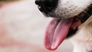 beso de un perro