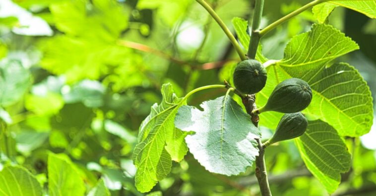 hoja de higuera