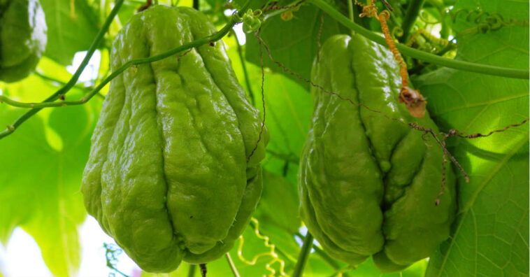 zumo de chayote