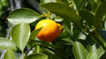 Té de hojas de naranja