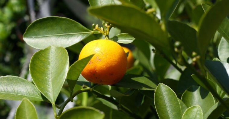 Té de hojas de naranja