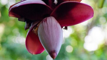 flor del platanero