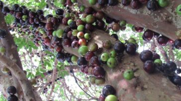 yabuticaba