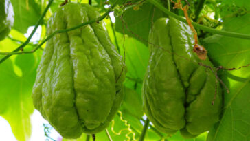 zumo de chayote