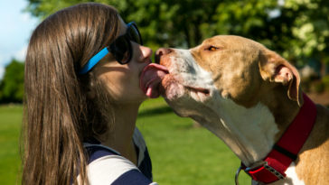 besar mascotas puede provocar cáncer