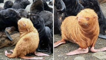 cachorro de foca colorín