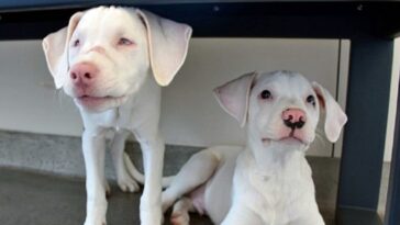 cachorro de un refugio cuida a su hermana sorda y ciega como si fuera un perro lazarillo