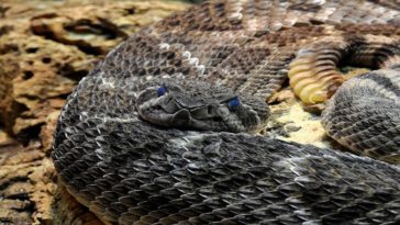 una serpiente muerde a un bebé de un año