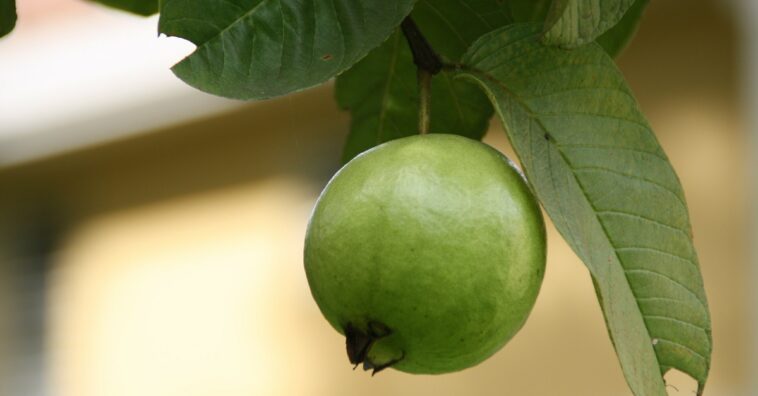 té de hoja de guayaba