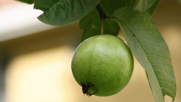 té de hoja de guayaba