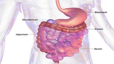 alimentos para limpiar el colon