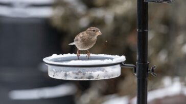 Cómo hacer comederos para pájaros