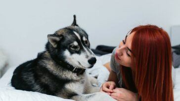 cuidados que se deben tener con los perros ancianos