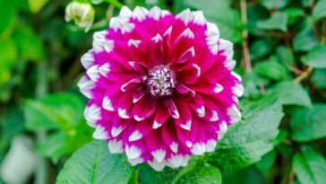 Dahlia