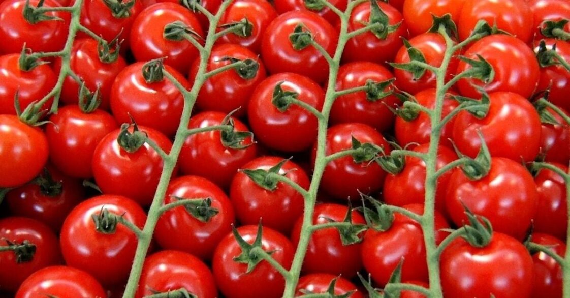 Cómo Plantar Tomates Cherry En Macetas Paso A Paso