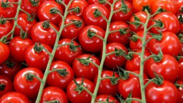 Cómo plantar tomates cherry en macetas