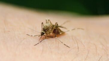 alergia a las picaduras de insectos