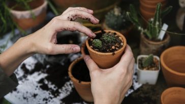 borra de café en las plantas