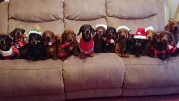 consigue que sus 17 perros salchicha posen para la foto ideal de Navidad