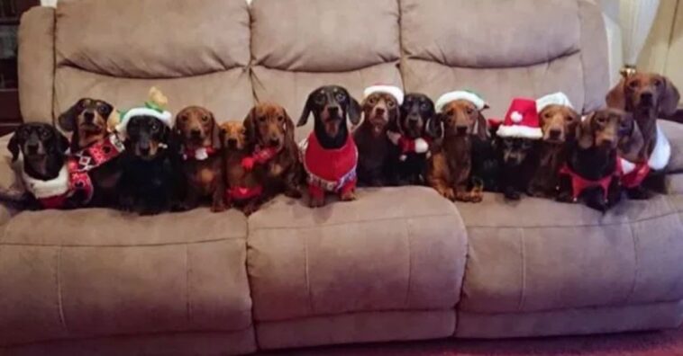 consigue que sus 17 perros salchicha posen para la foto ideal de Navidad