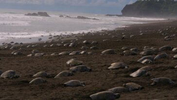 cuarentena permite a las tortugas volver a las playas para desovar