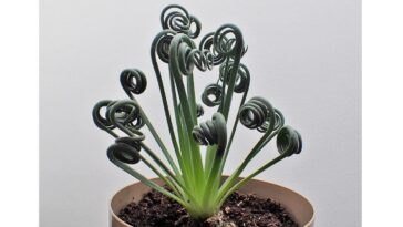 Albuca spiralis