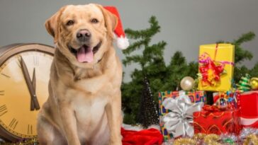 cuidar a los perros en Navidad y Año nuevo