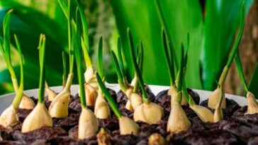 cultivar ajos en casa en macetas