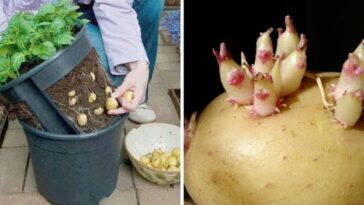 cultivar patatas grandes y deliciosas en una maceta