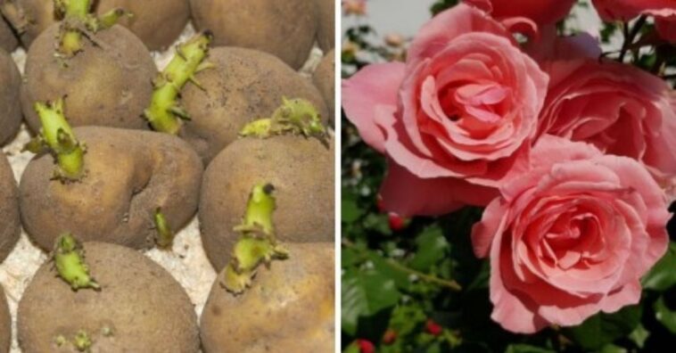 cultivar una rosa en una patata
