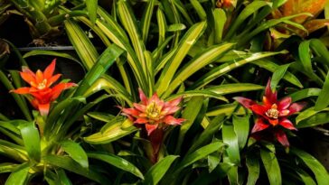 Bromelia