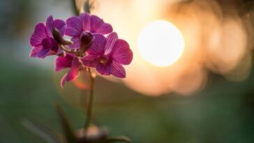 decorar la casa con orquídeas