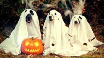 disfraces de Halloween para mascotas