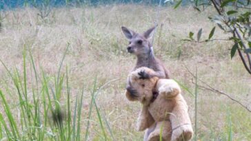 encontró consuelo en un oso de peluche